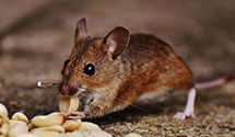 24 Hour & Emergency Exterminators in Stanley, ND